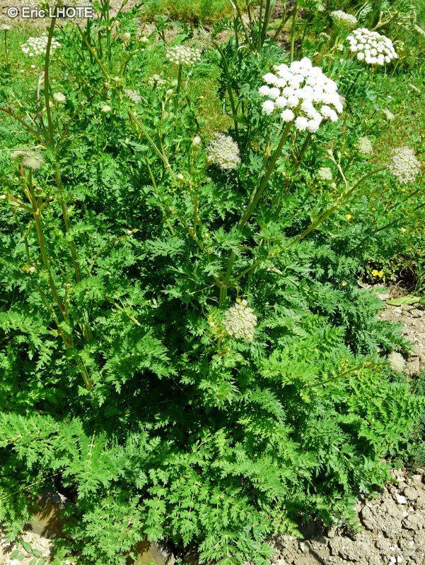 Apiaceae - Seseli montanum - S&eacute;s&eacute;li de montagne