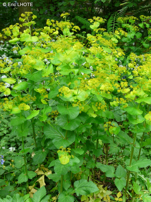  - Smyrnium olusatrum - 