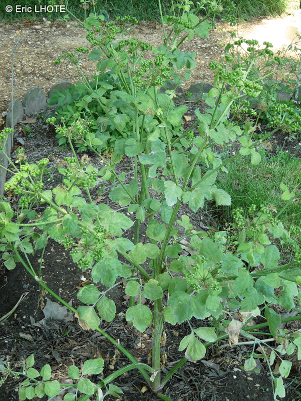 Apiaceae - Smyrnium olusatrum - Maceron potager, Grande Ache, Persil de cheval, Gros Persil de Mac&eacute;doine