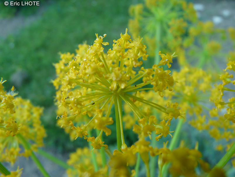  - Thapsia villosa - 
