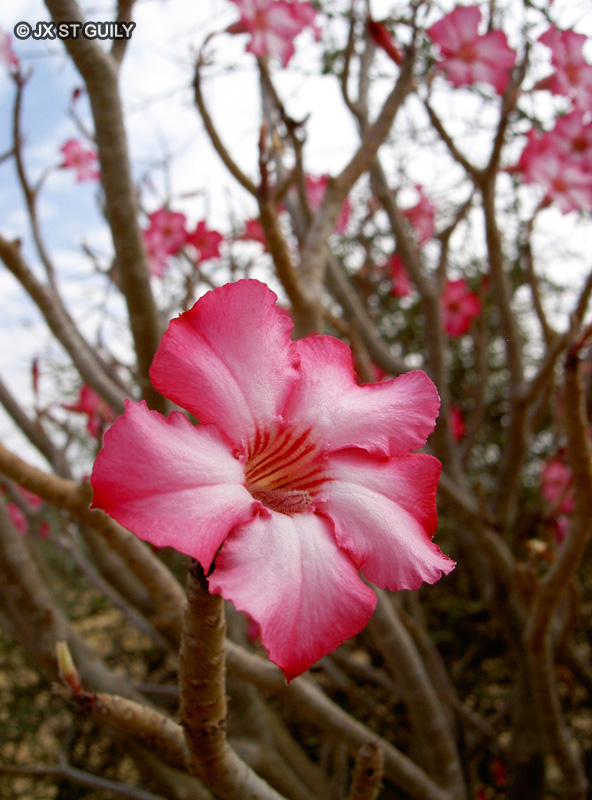  - Adenium obesum - 