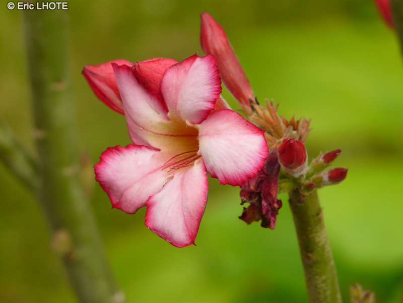  - Adenium obesum - 