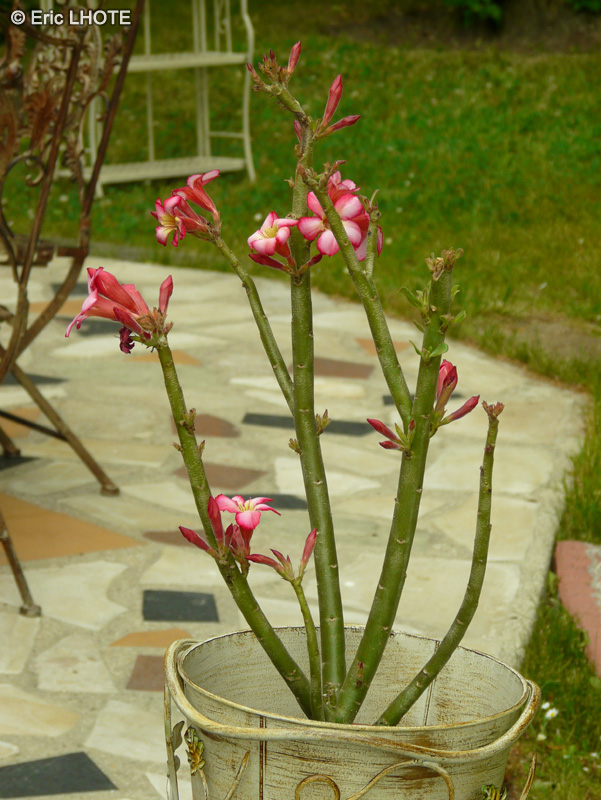  - Adenium obesum - 
