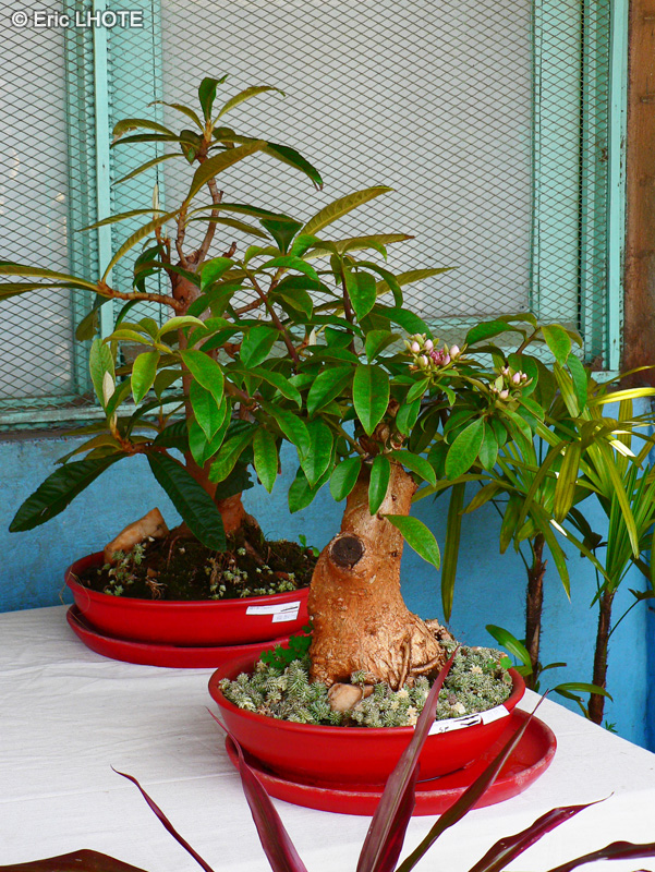 Apocynaceae - Adenium sp. - Faux Baobab, Rose du désert, Lis des Impalas