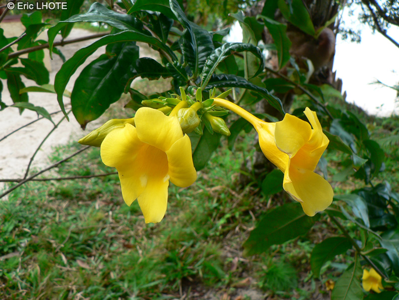 Apocynaceae - Allamanda cathartica - Trompette d&rsquo;or, Liane &agrave; lait, Or&eacute;lie de Guyane