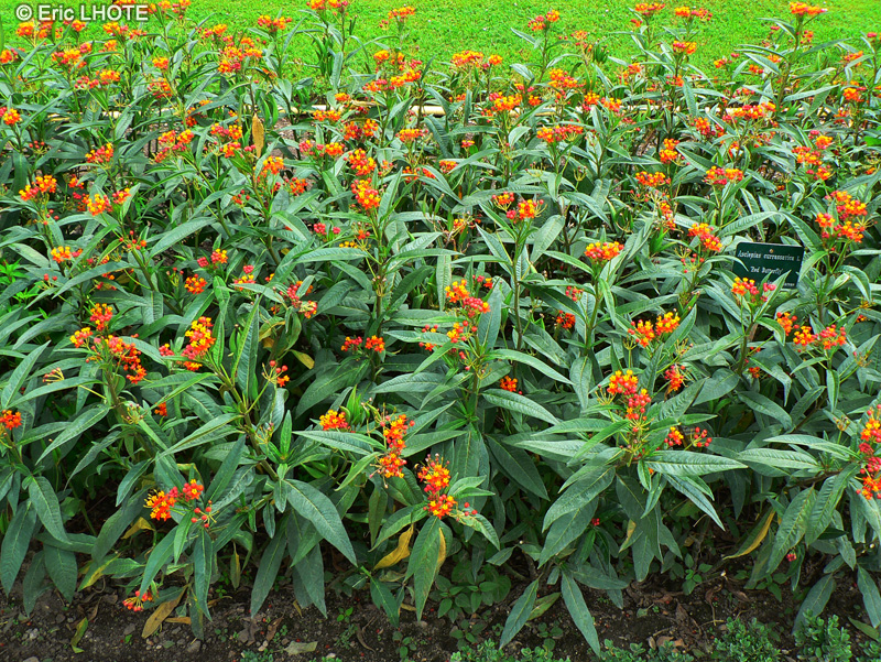  - Asclepias curassavica - 