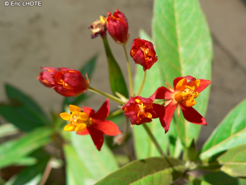  - Asclepias curassavica - 