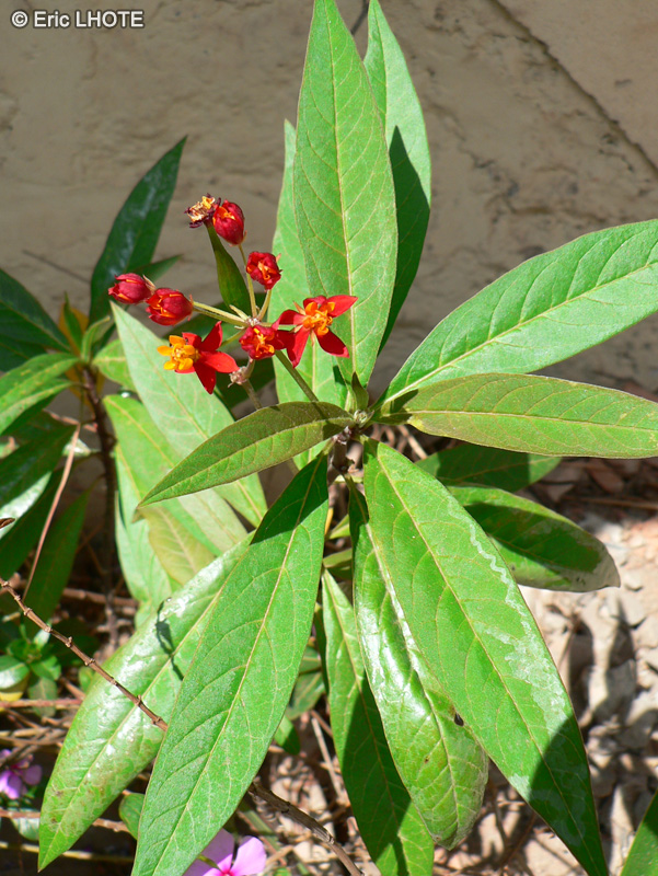  - Asclepias curassavica - 