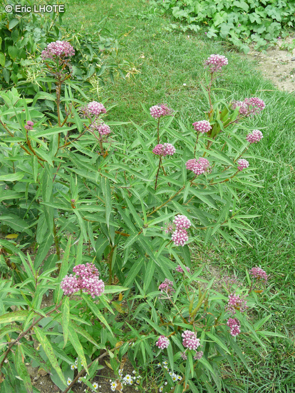 Apocynaceae - Asclepias incarnata - Ascl&eacute;piade rouge, Ascl&eacute;piade incarnate