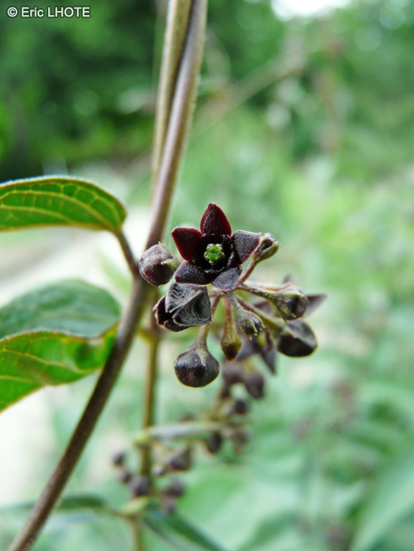  - Asclepias purpurascens - 