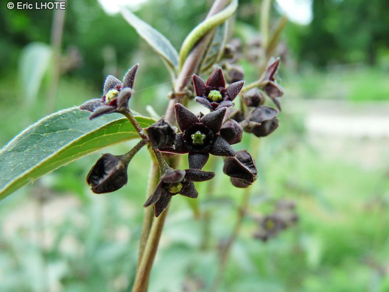  - Asclepias purpurascens - 
