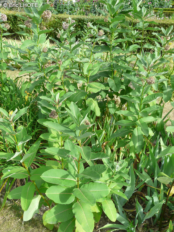  - Asclepias syriaca - 