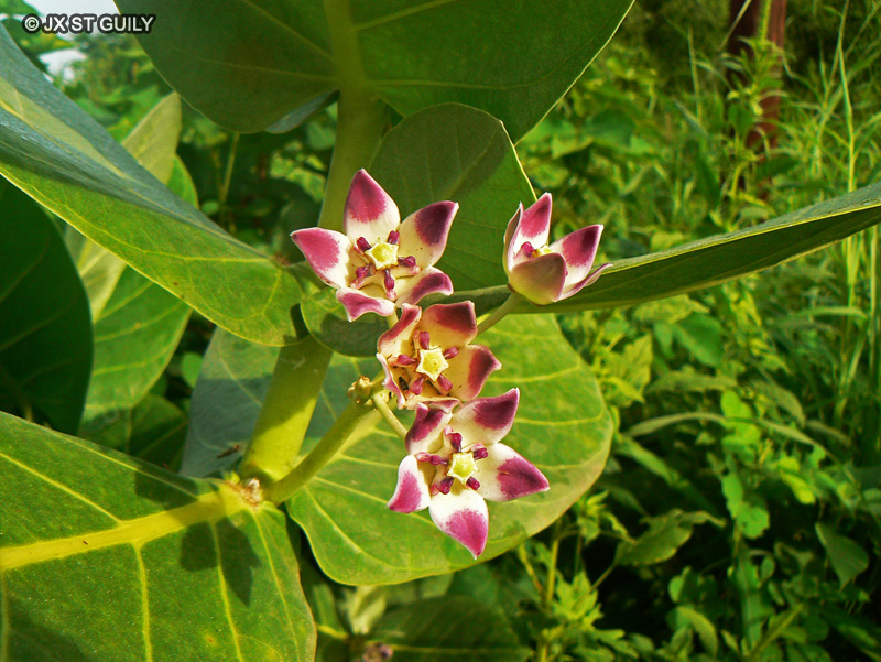  - Calotropis procera - 