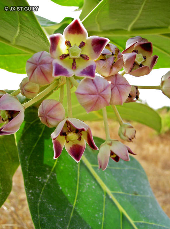 Apocynaceae - Calotropis procera - Roustonnier, Pomme de Sodome