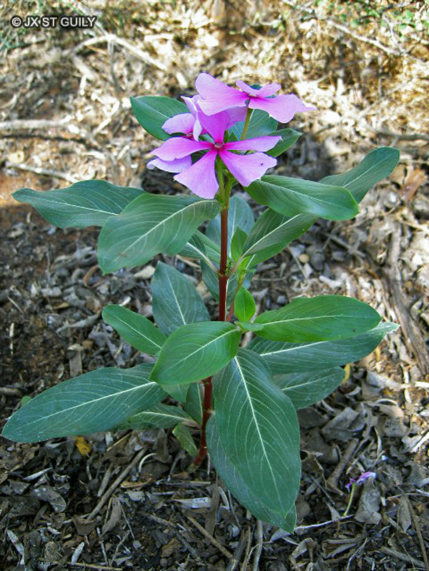  - Catharanthus roseus, Vinca rosea - 