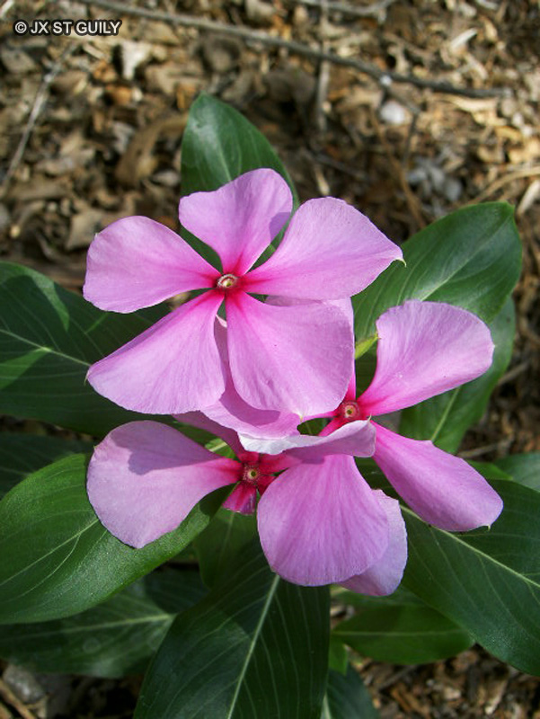  - Catharanthus roseus, Vinca rosea - 