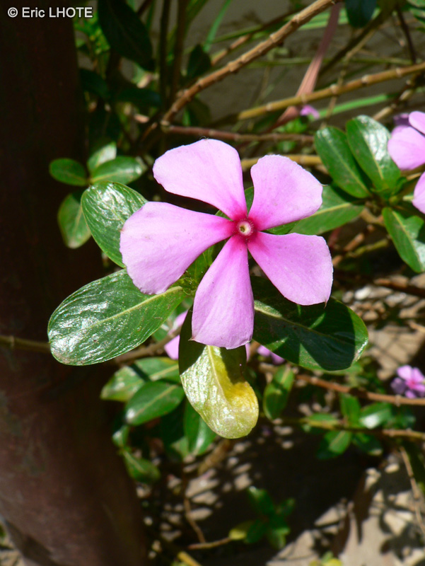  - Catharanthus roseus, Vinca rosea - 