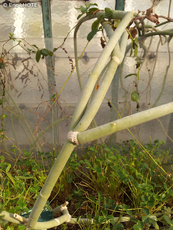 Apocynaceae - Ceropegia dichotoma - Cardoncillo