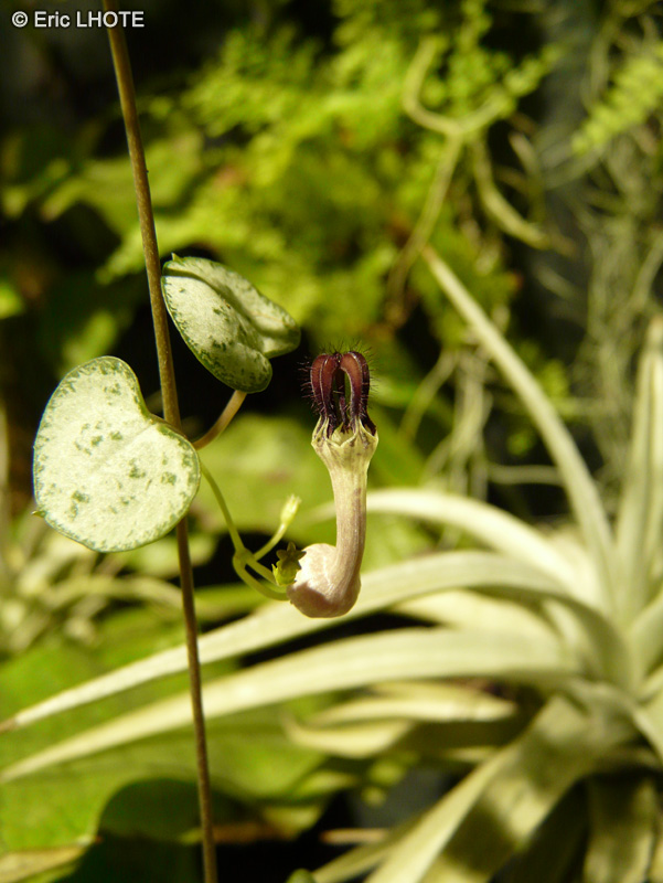 Apocynaceae - Ceropegia linearis ssp. woodii - C&eacute;rop&eacute;gie, Cha&icirc;ne des coeurs