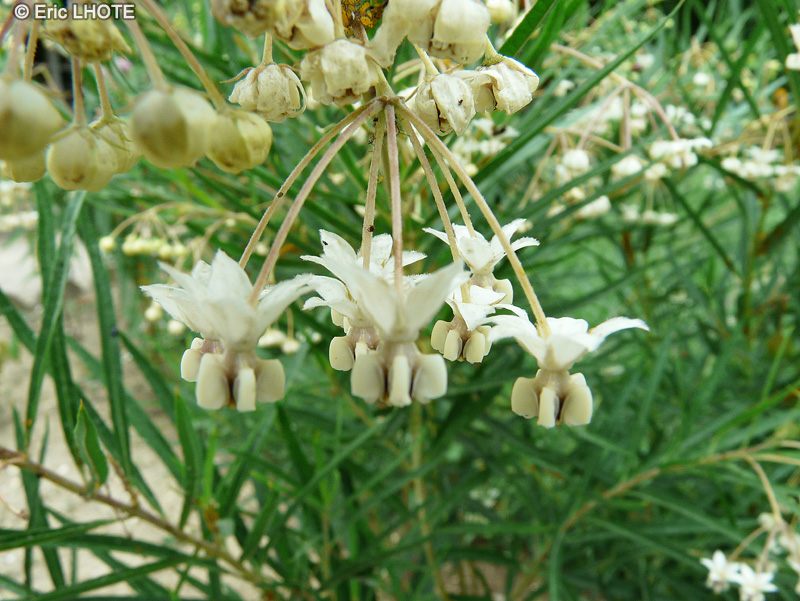  - Gomphocarpus physocarpus, Asclepias physocarpa - 