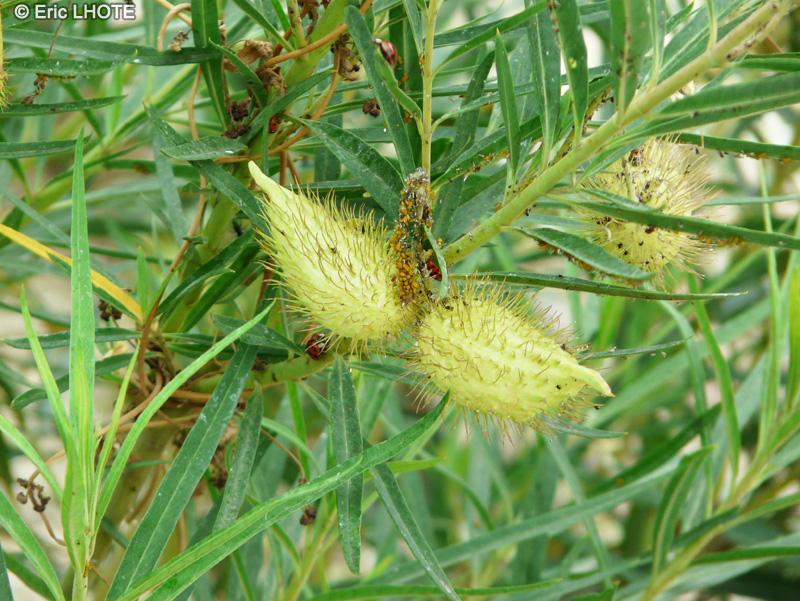  - Gomphocarpus physocarpus, Asclepias physocarpa - 