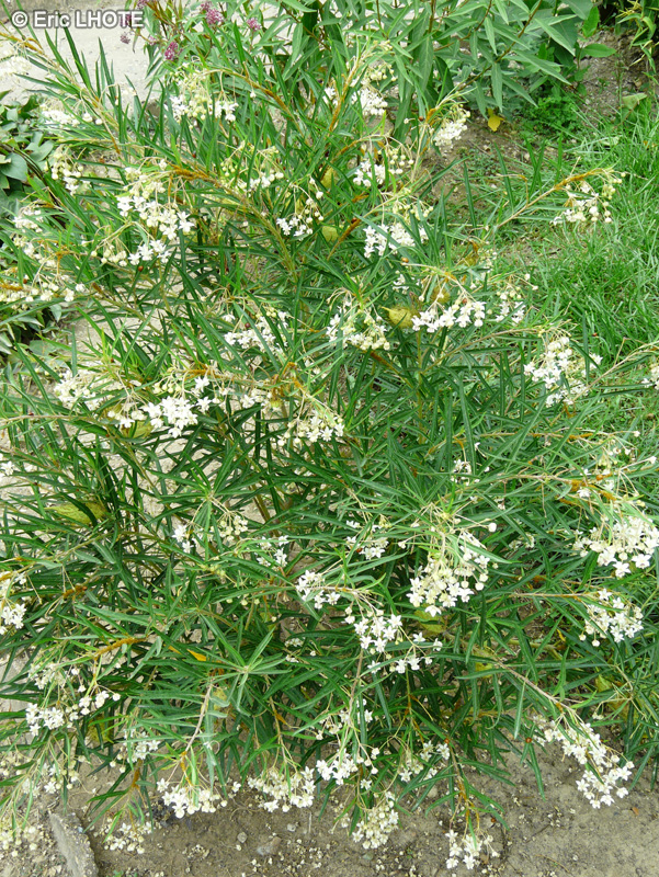 Apocynaceae - Gomphocarpus physocarpus, Asclepias physocarpa - Balloonplant, Balloon cotton-bush, Swan plant