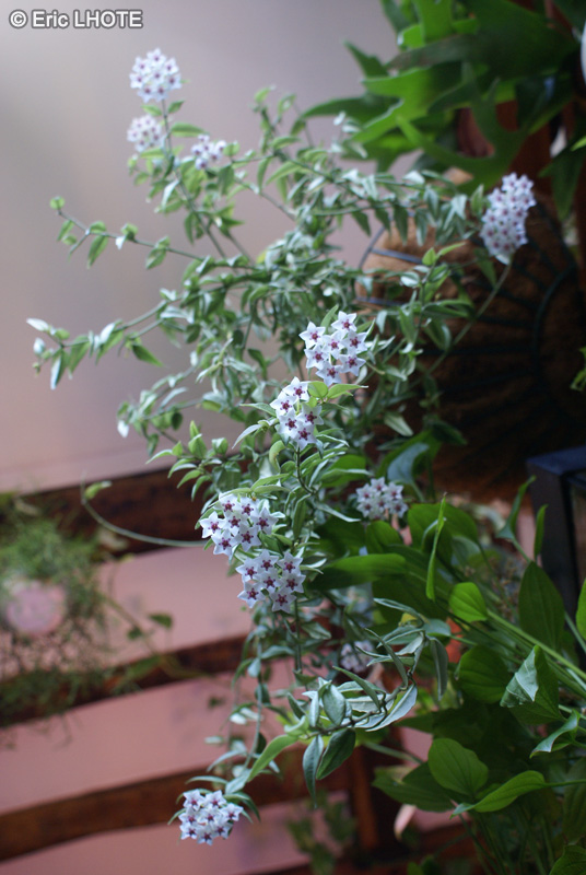  - Hoya bella - 
