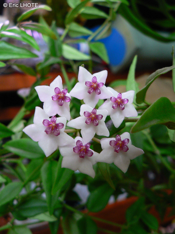  - Hoya bella - 