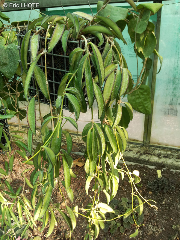 Apocynaceae - Hoya wayetii - Hoya