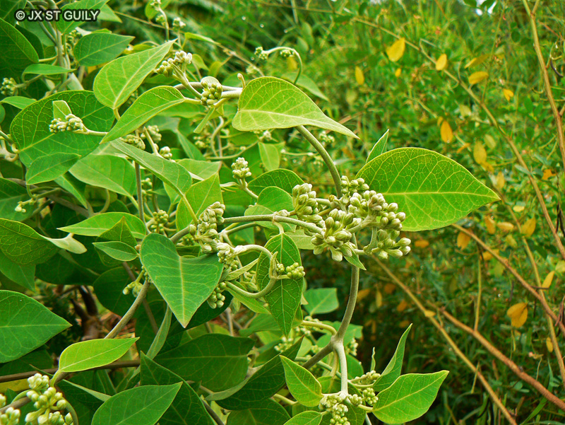 Apocynaceae - Leptadenia sp. - Leptadenia