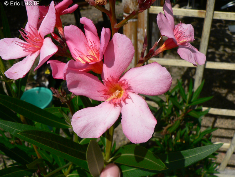  - Nerium oleander - 