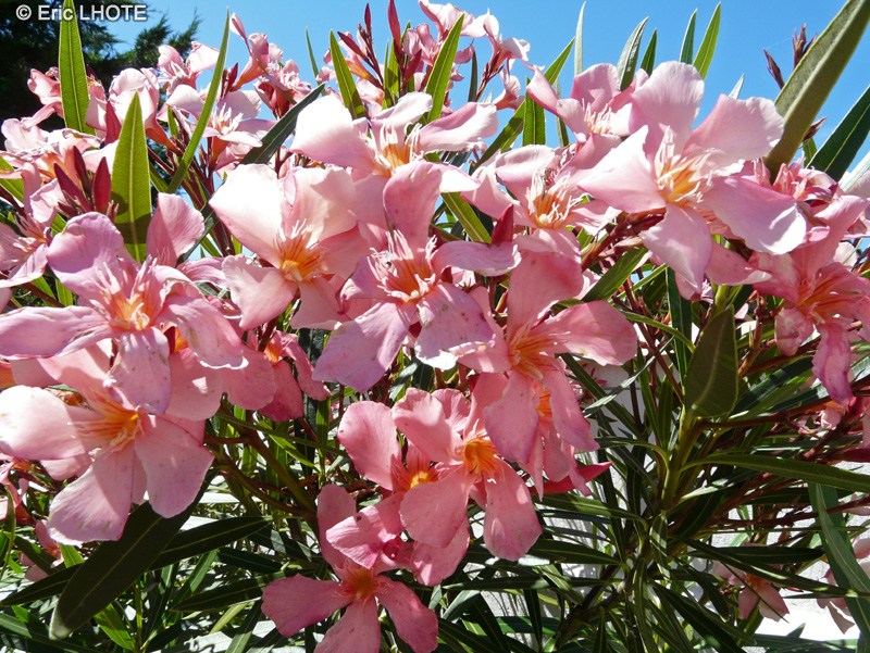  - Nerium oleander - 