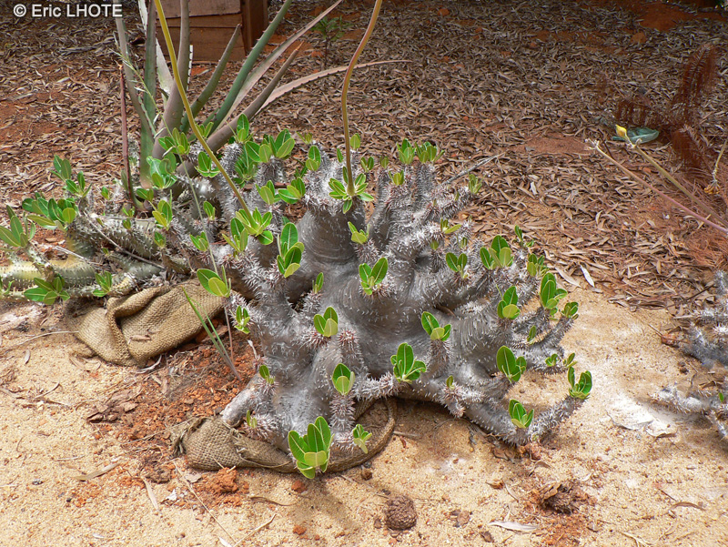 - Pachypodium horombense, Pachypodium rosulatum var. horombense - 