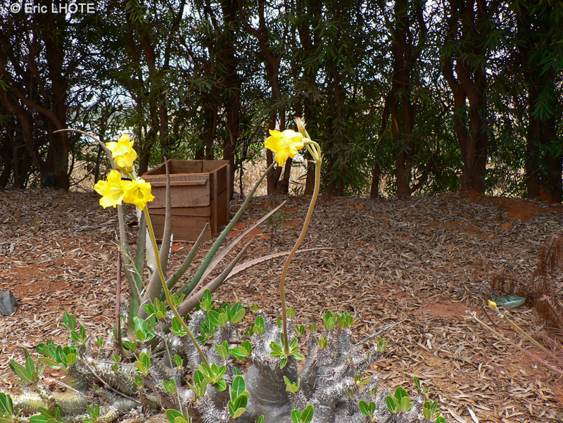  - Pachypodium horombense, Pachypodium rosulatum var. horombense - 