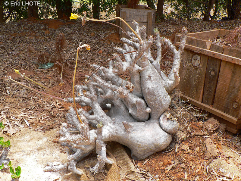  - Pachypodium horombense, Pachypodium rosulatum var. horombense - 
