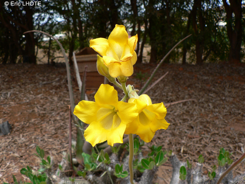 Apocynaceae - Pachypodium horombense, Pachypodium rosulatum var. horombense - Palmier de Madagascar