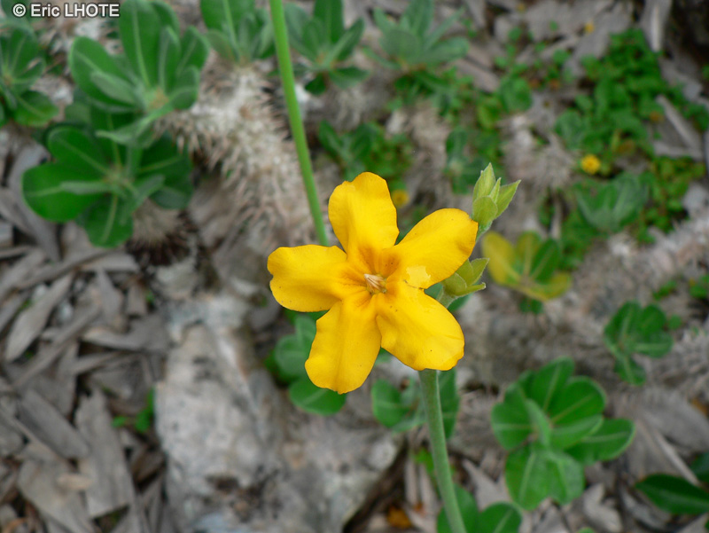  - Pachypodium rosulatum - 