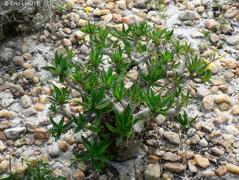  - Pachypodium rosulatum - 
