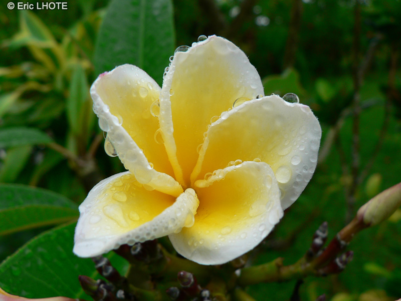  - Plumeria alba - 