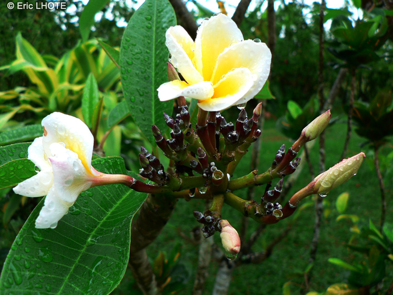 Apocynaceae - Plumeria alba - Frangipanier