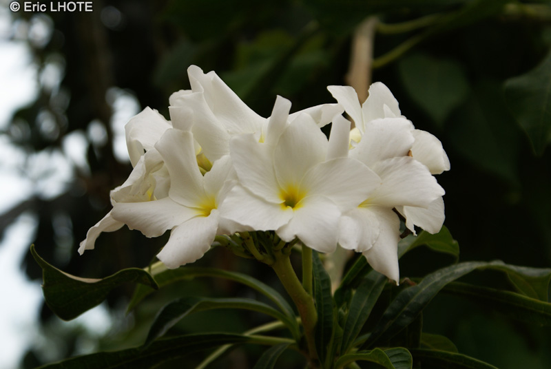 Apocynaceae - Plumeria pudica - Frangipanier pudique