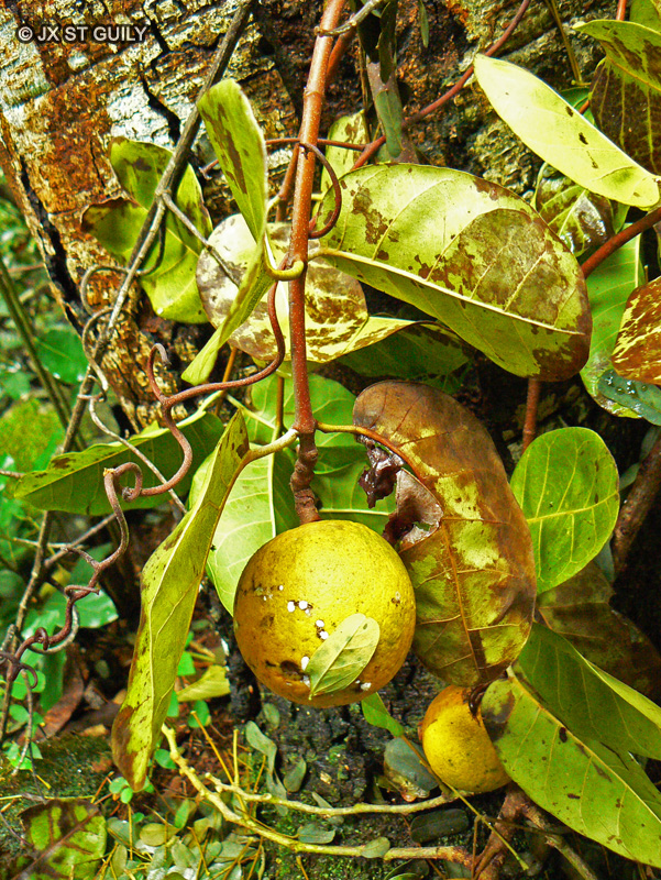  - Saba comorensis - 