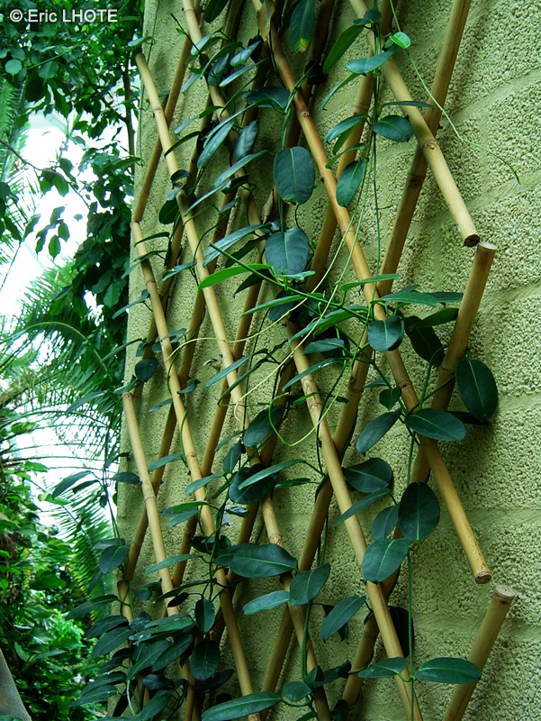 Apocynaceae - Stephanotis floribunda - Jasmin de Madagascar, Liane de cire, Liane de la mari&eacute;e