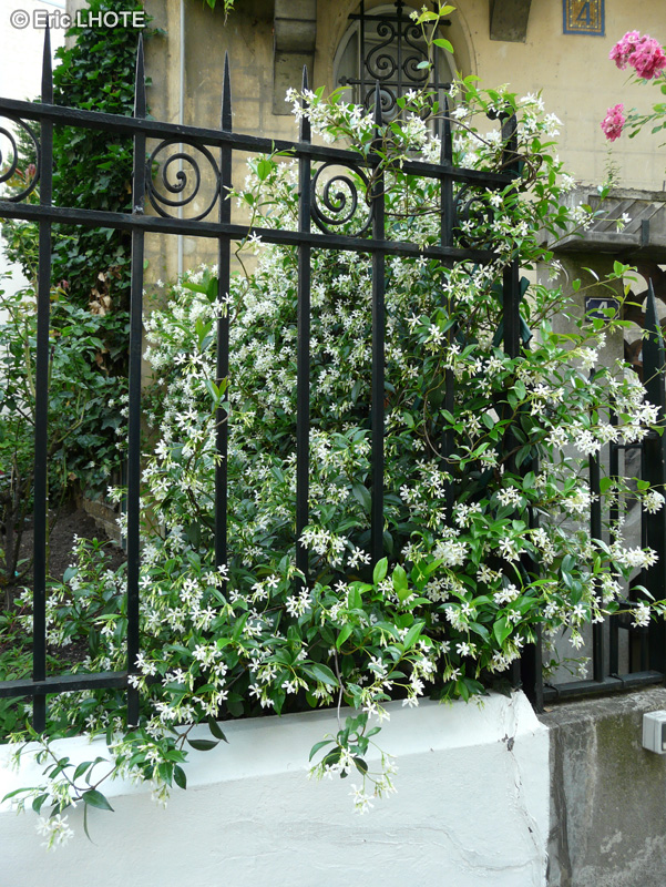  - Trachelospermum jasminoides - 