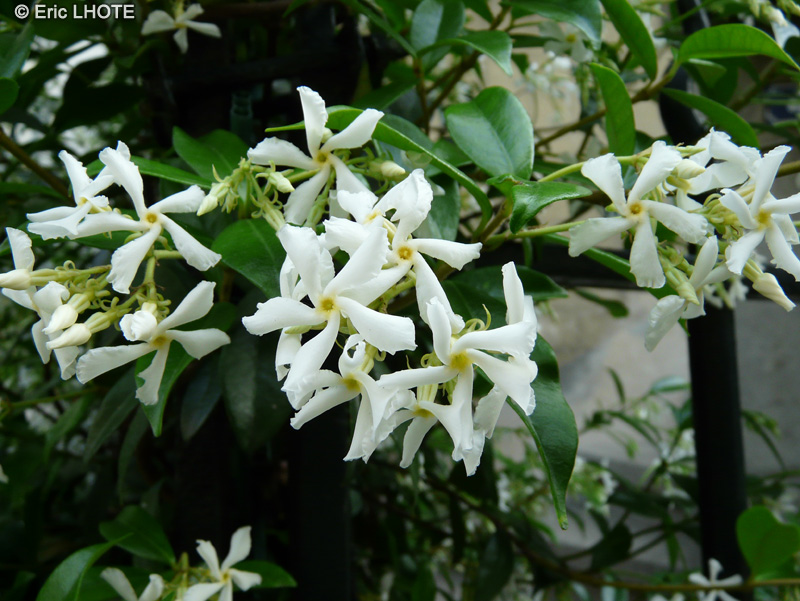 Apocynaceae - Trachelospermum jasminoides - Jasmin &eacute;toil&eacute;, Faux Jasmin