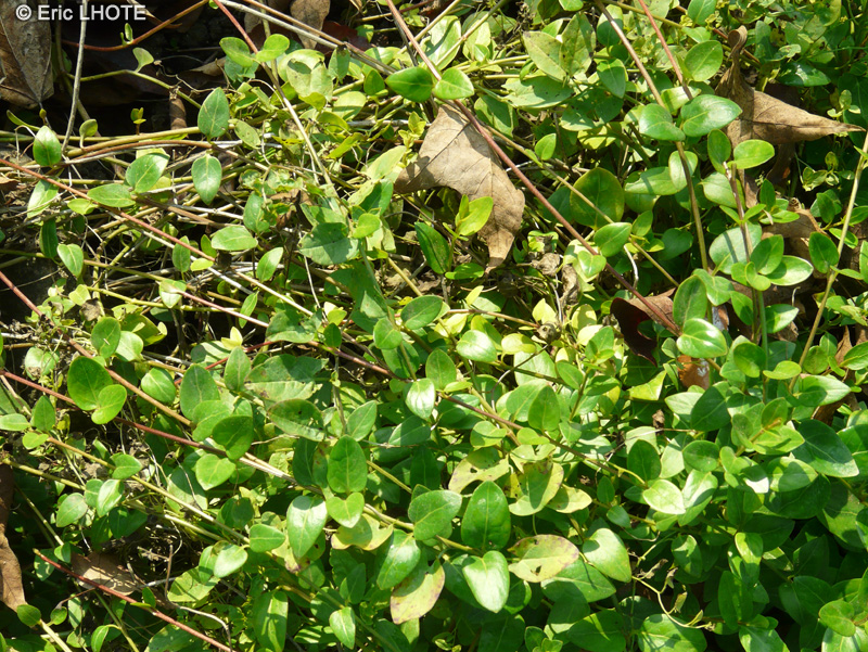  - Vinca difformis - 