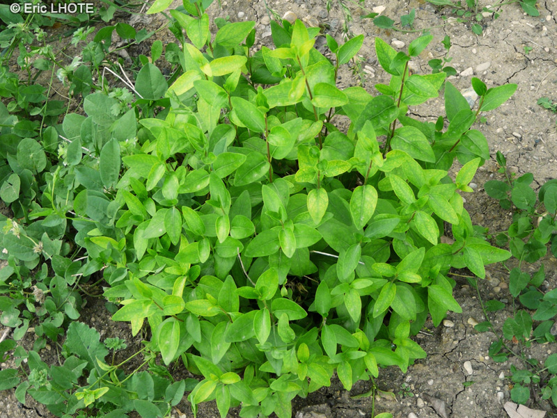 Apocynaceae - Vinca difformis - Pervenche difforme, Pervenche interm&eacute;diaire