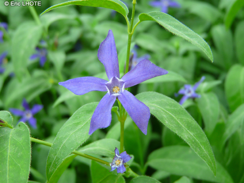  - Vinca difformis subsp. difformis - 
