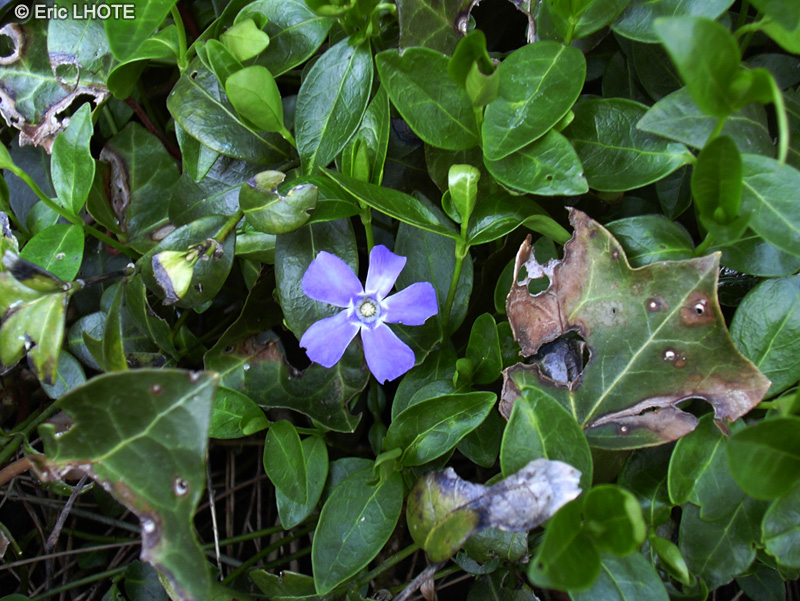 Apocynaceae - Vinca major - Grande Pervenche