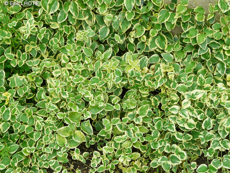 Apocynaceae - Vinca major Variegata - Grande Pervenche panach&eacute;e